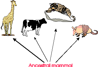 Image depicting divergent evolution