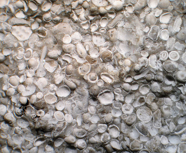 Oolitic Limestone